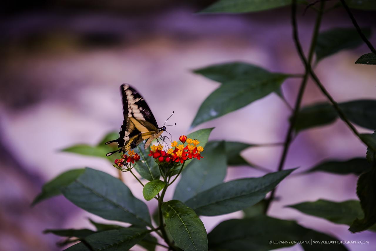 Mayan Hills Resort Copán Kültér fotó